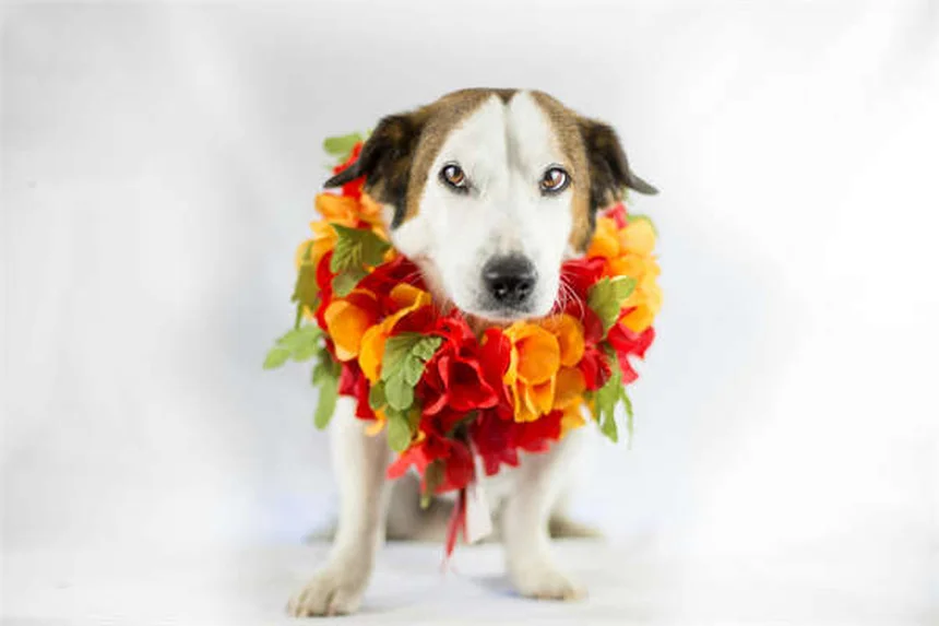 Colitis-X en caballos: Síntomas, causas y cómo prevenir esta enfermedad mortal