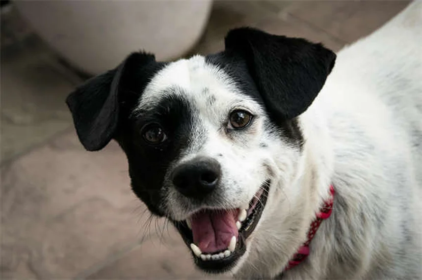 Señales de que tu perro hace demasiado ejercicio: ¡Descúbrelas!