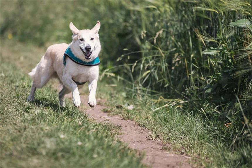 Parálisis por garrapatas en gatos: Síntomas y tratamiento que salvan vidas